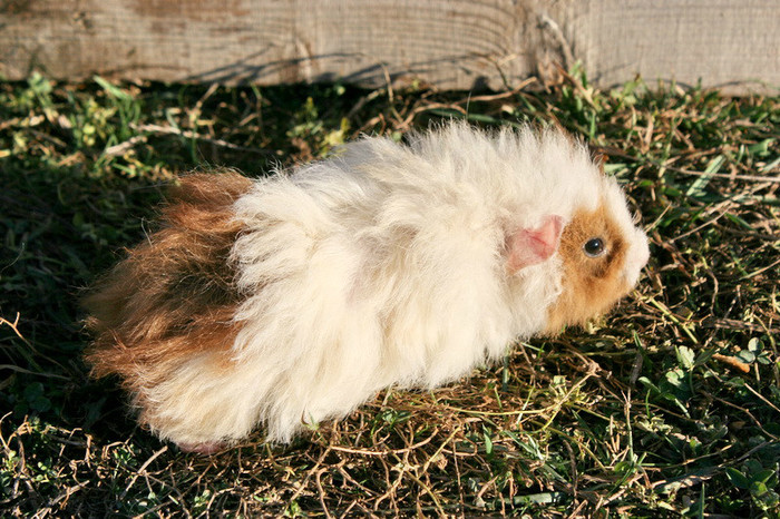 femela tanara - Porcusori de Guineea adulti