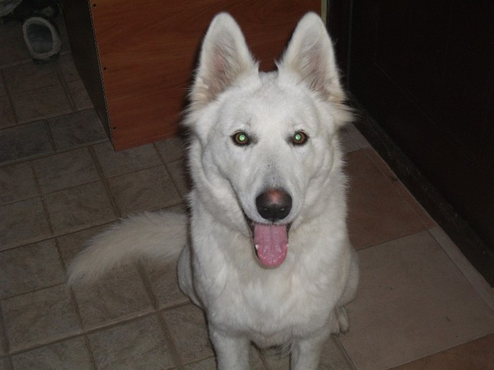 haidi2012 294 - Ciobanesc alb elvetian