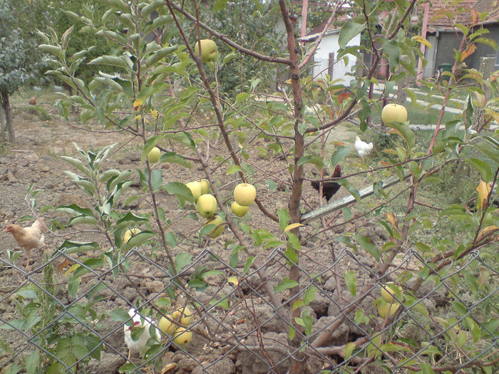 Golden Delicious - din gradina 2012