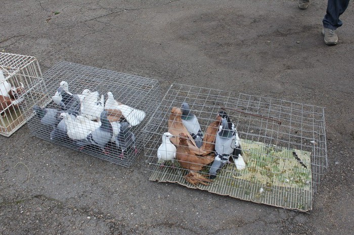 orhei 4.11.12 041b - Targul ORHEI 2012