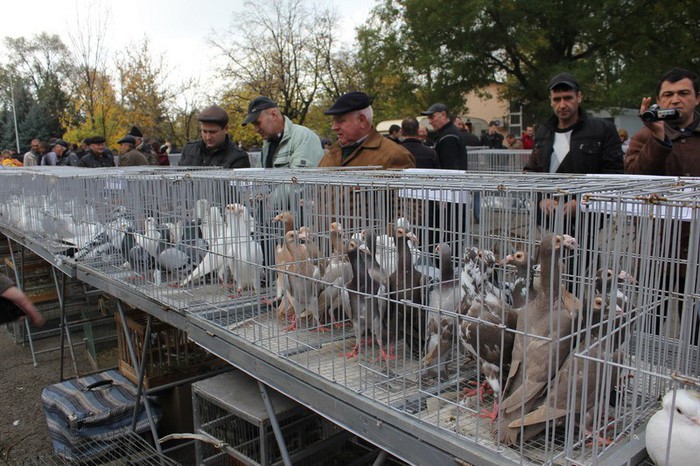 orhei 4.11.12 049b - Targul ORHEI 2012