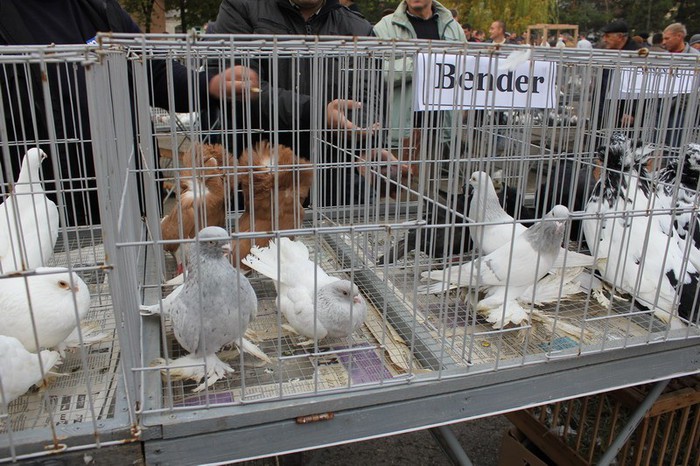 orhei 4.11.12 054b - Targul ORHEI 2012