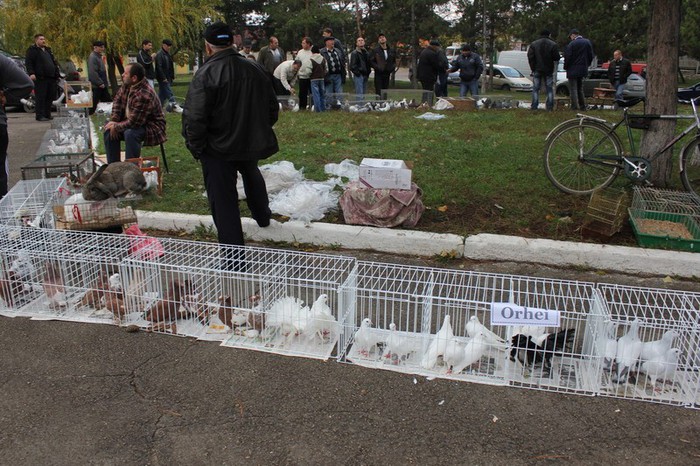 orhei 4.11.12 075b - Targul ORHEI 2012