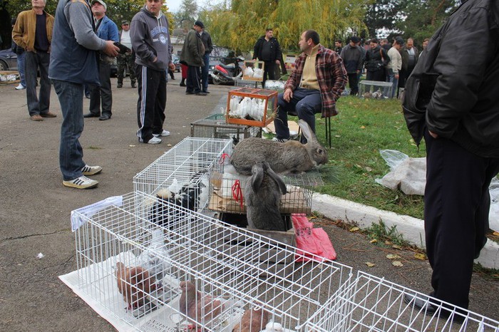 orhei 4.11.12 078b - Targul ORHEI 2012