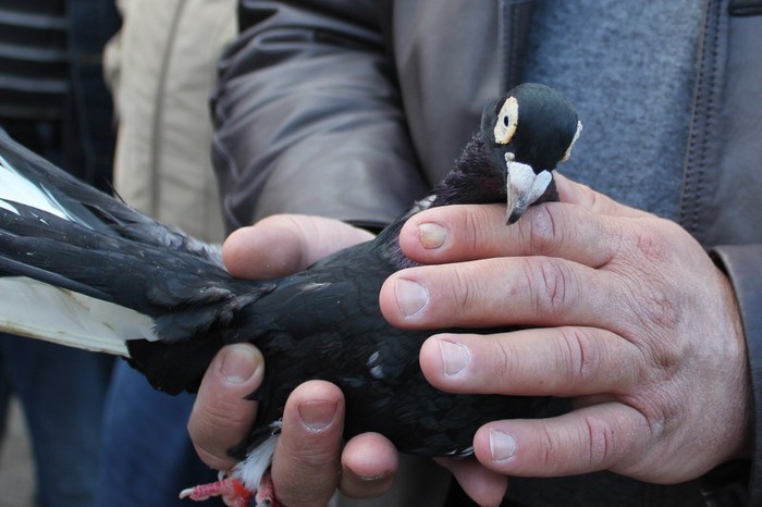 orhei 4.11.12 098b - Targul ORHEI 2012