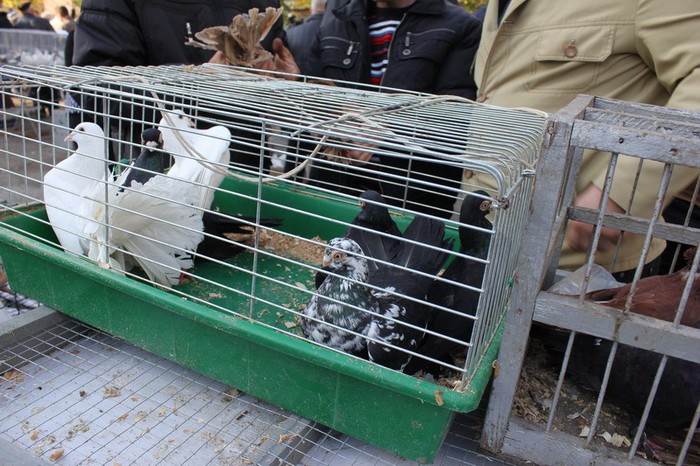 orhei 4.11.12 115b - Targul ORHEI 2012