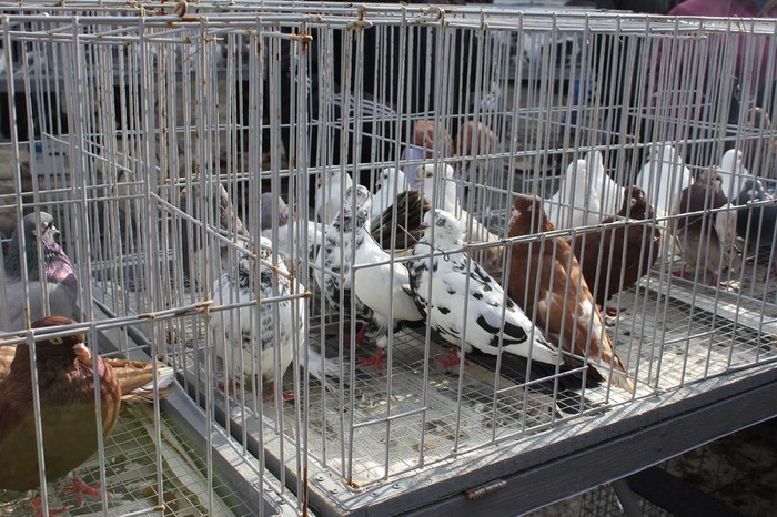 orhei 4.11.12 129b - Targul ORHEI 2012