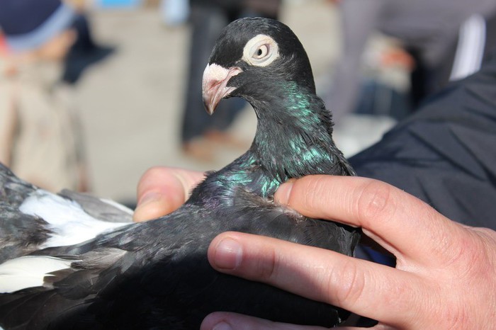 orhei 4.11.12 146b - Targul ORHEI 2012