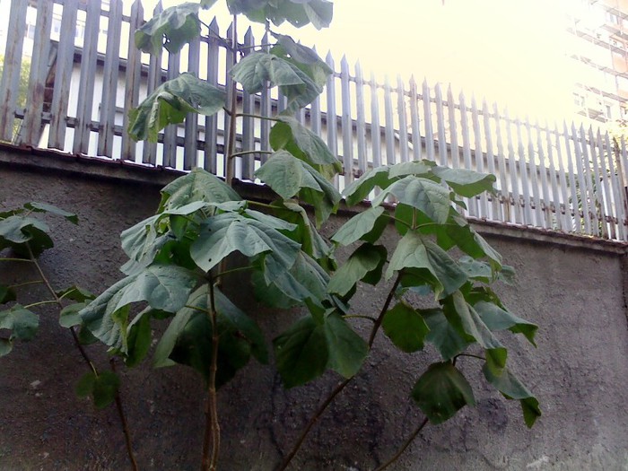 BUC IN SPATELE PIETEI PROGRESU - PAULOWNIA