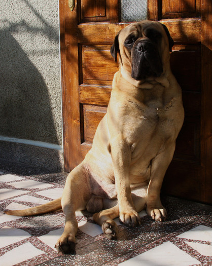 sIMG_5630 - Max - bullmastiff