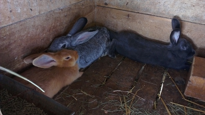 BURGUNDER, CHINCHILA MARE, ALBASTRU VIENEZ