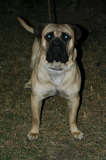 sIMG_9560 - Max - bullmastiff