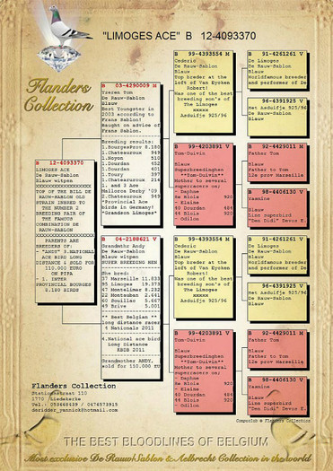 Florea-Sorin-pedigree-BE12-4093370 - NOI ACHIZITII part 6