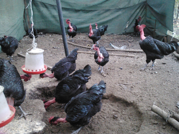 IMG270 - Gat Golas N