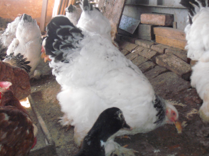 Picture 042 - 003Brahma herminat deschis