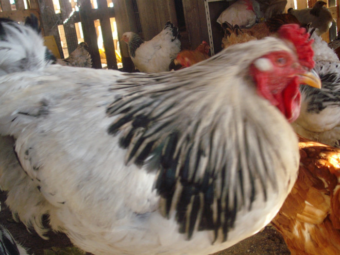 Ciulama - 003Brahma herminat deschis