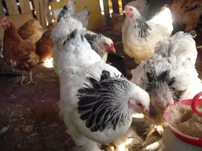 Picture 062 - 003Brahma herminat deschis