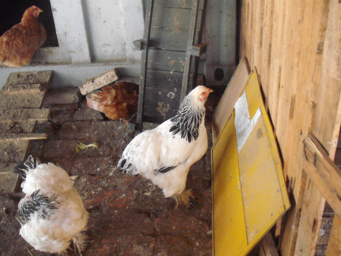 doamne de Bucuresti - 003Brahma herminat deschis