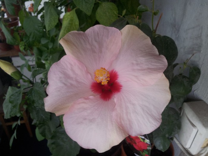 no name - plantele mele