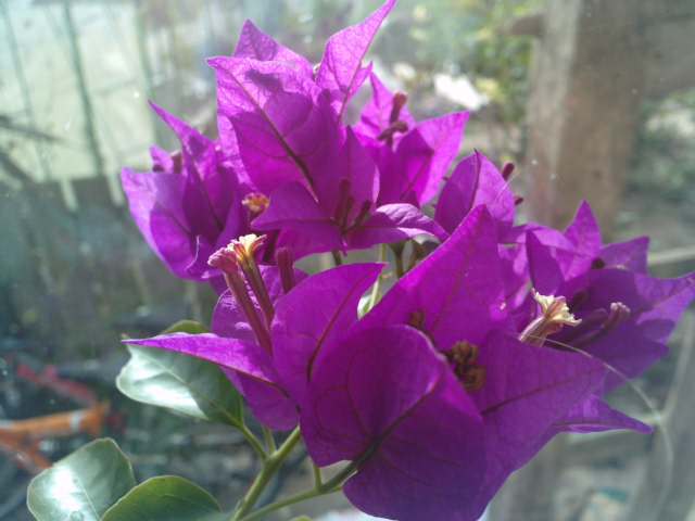 P061112_12.050003 - Bougainvillea