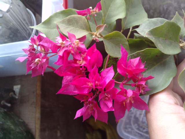 P061112_12.060002 - Bougainvillea