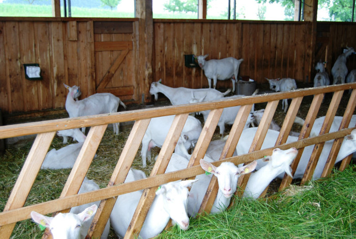 DSC_7954 - Capre si oi de vanzare din Austria