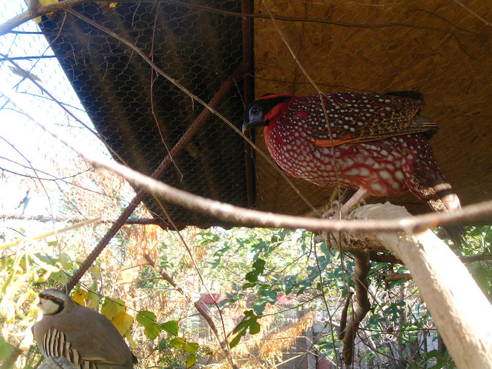 SANY0270 - fazani de ornament