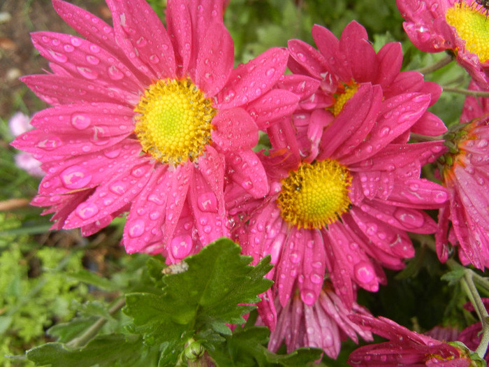 Purple & Yellow Chrysanth (2012, Nov.02)