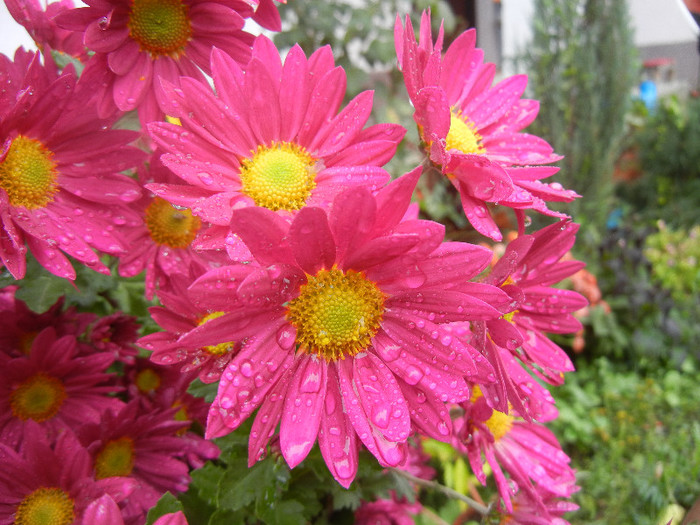 Purple & Yellow Chrysanth (2012, Nov.02)