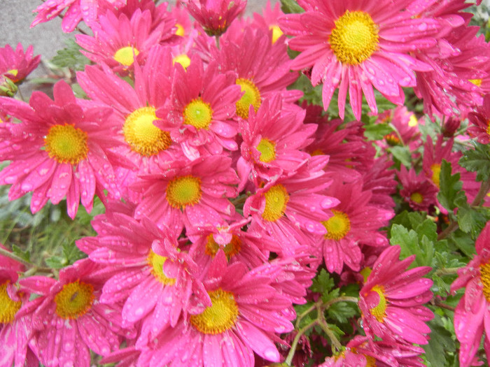 Purple & Yellow Chrysanth (2012, Nov.02)