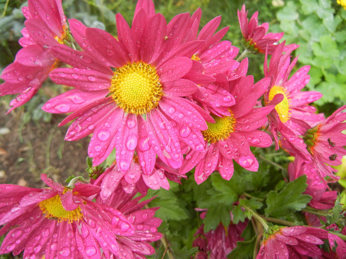 Purple & Yellow Chrysanth (2012, Nov.02)