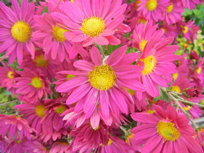 Purple & Yellow Chrysanth (2012, Nov.04)