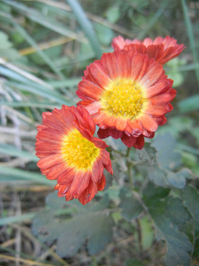 Red & Yellow Chrysanth (2012, Nov.03)