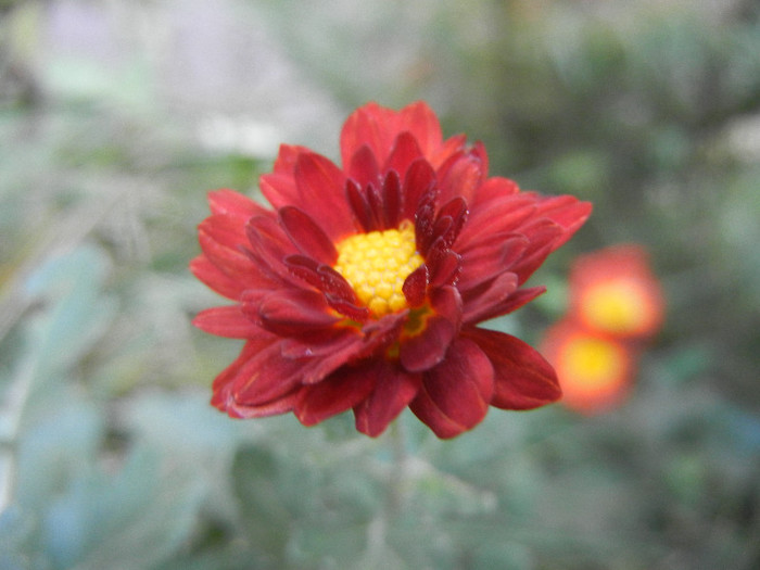 Red & Yellow Chrysanth (2012, Nov.03)