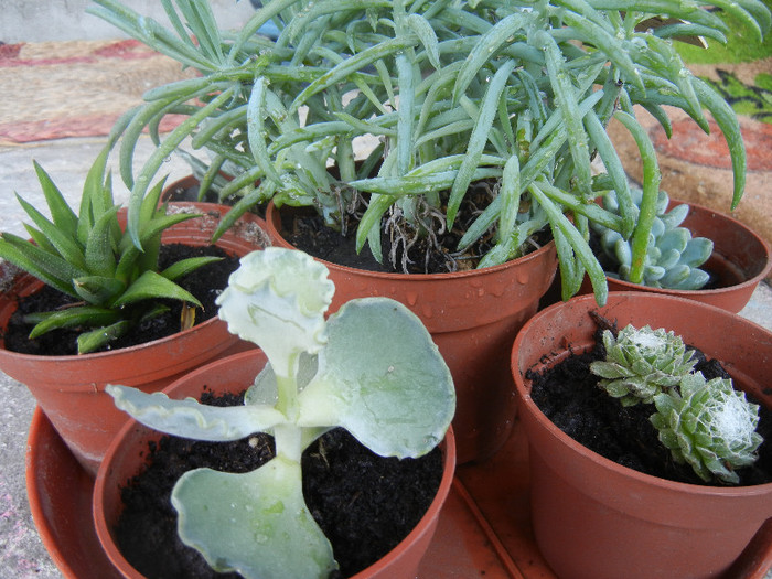 Succulent plants, 04nov2012 - SUCCULENTS and CACTI