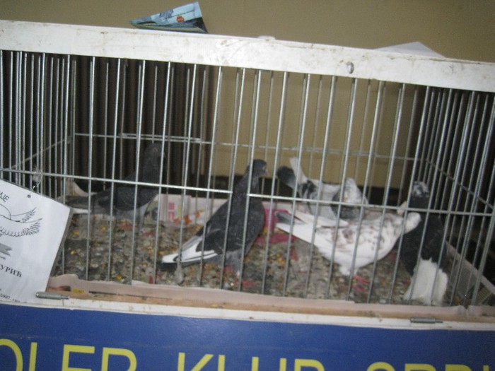 IMG_6343 - Novi Sad targ si expo octombrie 2012