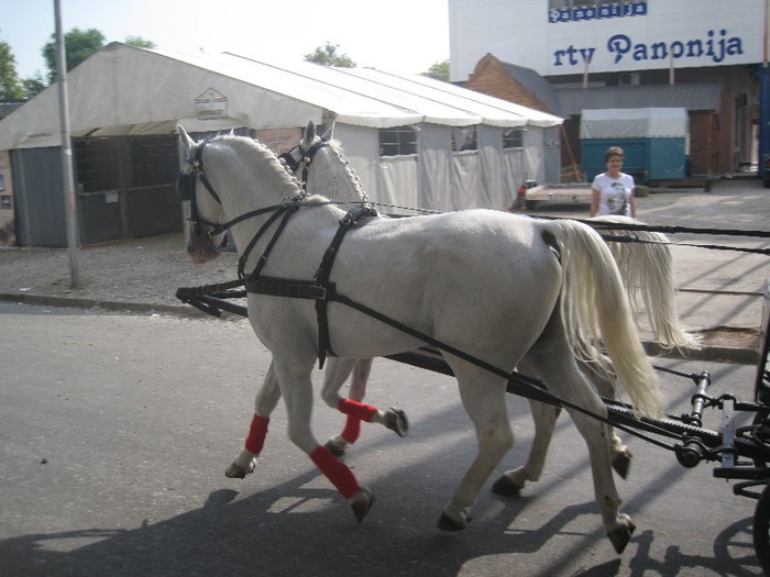 IMG_6494 - Novi Sad targ si expo octombrie 2012