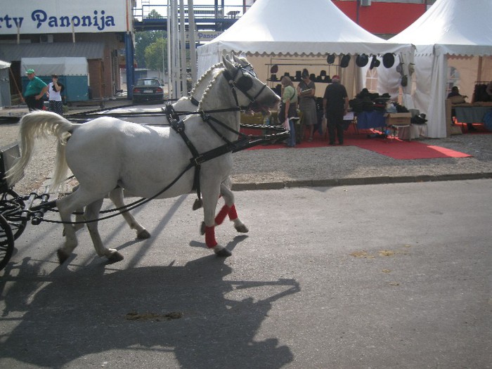 IMG_6507 - Novi Sad targ si expo octombrie 2012