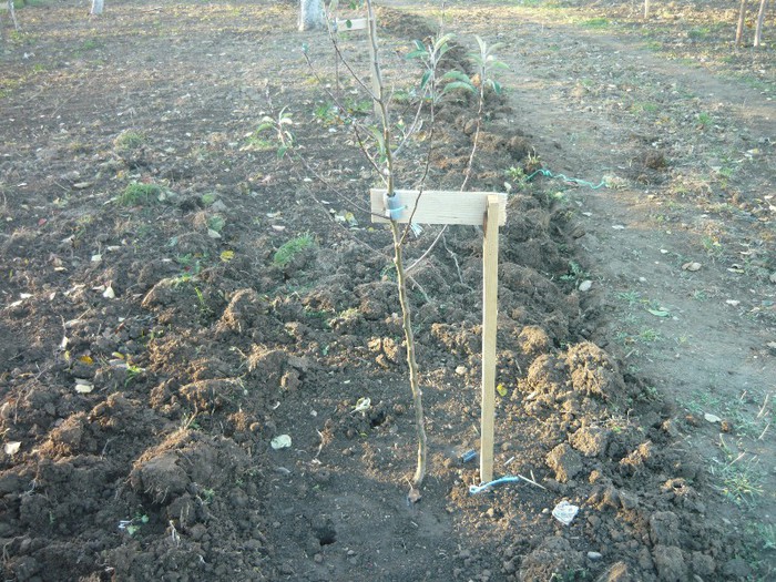 P1040228 - plantare pomi fructiferi 2o12