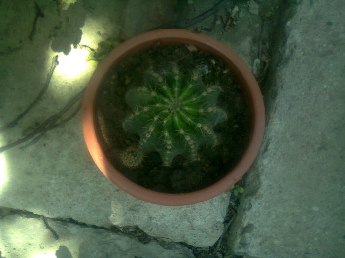 Fotografie1015 - cactusi