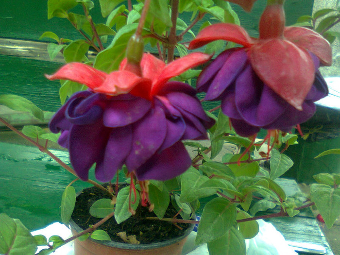 Fotografie0973 - Fuchsia