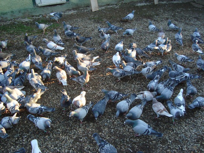 porumbei pui 2012 434 - voiajori