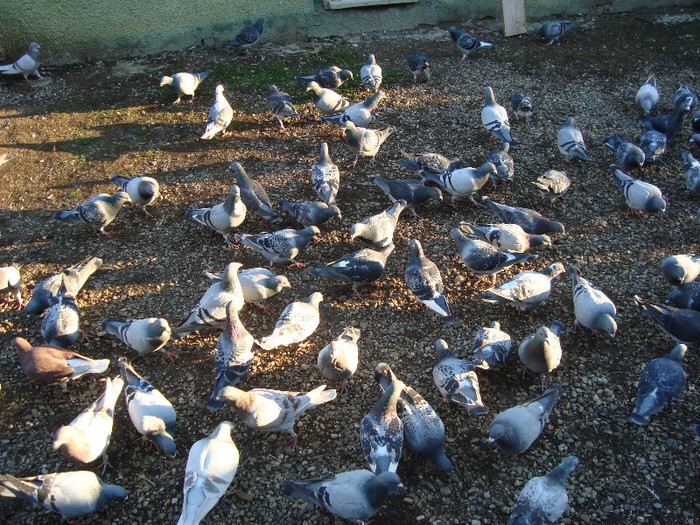 porumbei pui 2012 431