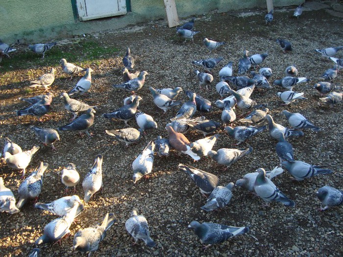 porumbei pui 2012 430