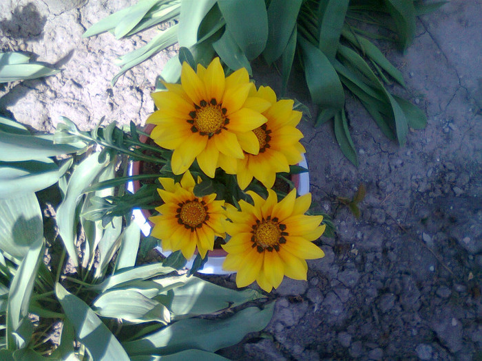 Fotografie0759 - Gazania