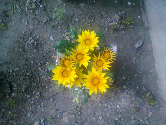 Fotografie0900 - Gazania