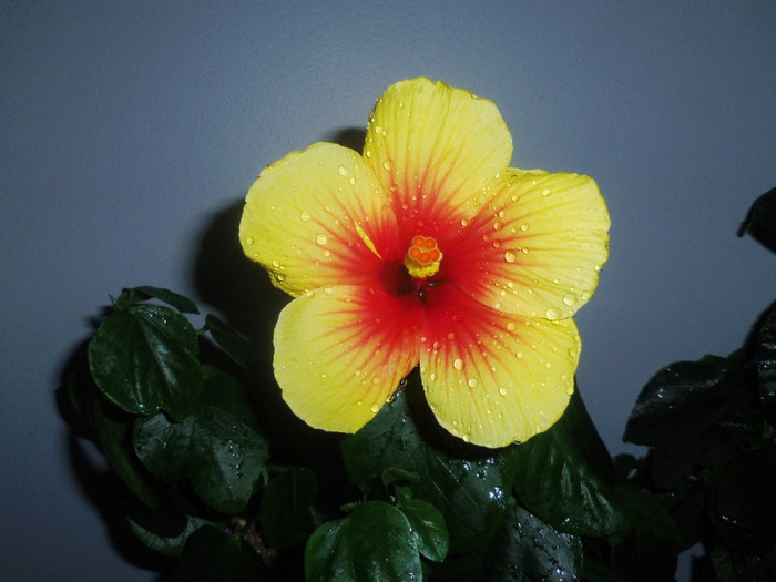 06 nov. 2012 - 2012 Hibiscus