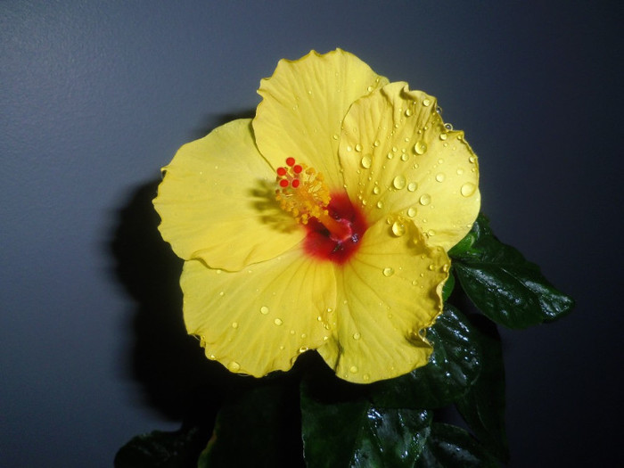 06 nov. 2012 - 2012 Hibiscus