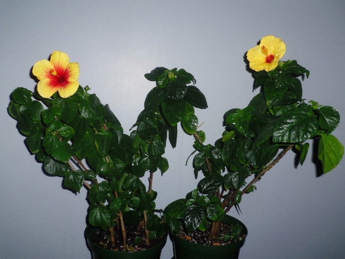 06 nov. 2012 - 2012 Hibiscus