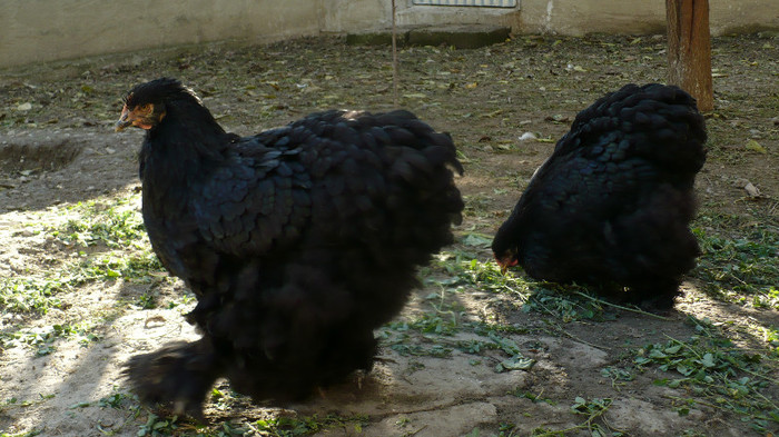 P1090929 - 2012 COCHINCHINA NEGRU URIAS